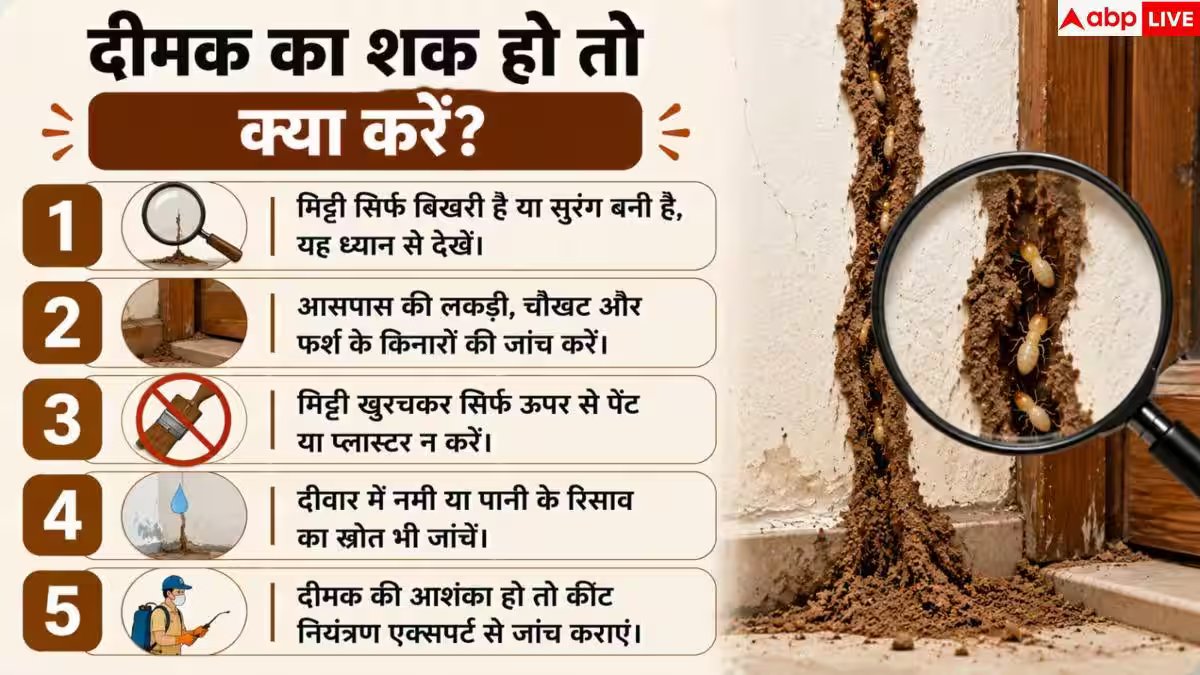 Termite Signs: सीलन है या दीमक का आतंक? दीवार से झड़ती मिट्टी से ऐसे पहचानें
