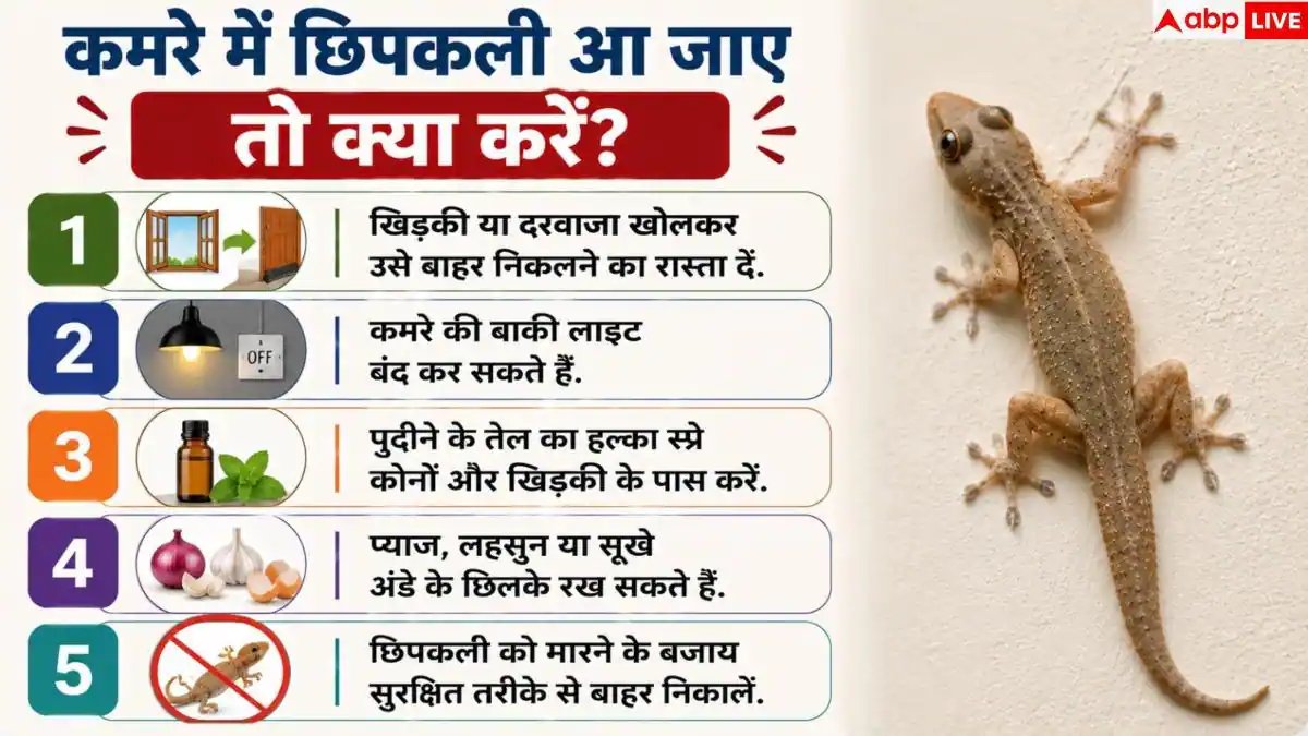 Home Remedies For Lizards: घर में बार-बार आती है छिपकली? बिना मारे भगाने के आसान हैक्स