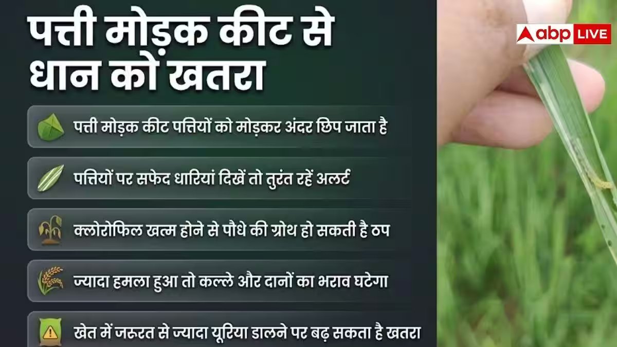 धान की फसल बोई है? 'तना छेदक' और 'पत्ती मोड़क' का खतरा बढ़ा; अलर्ट