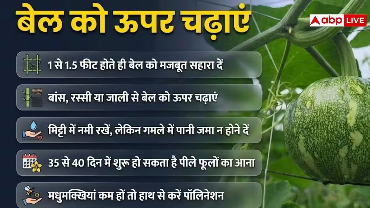 बाजार से क्यों खरीदें, घर पर उगाएं बिना केमिकल का कद्दू