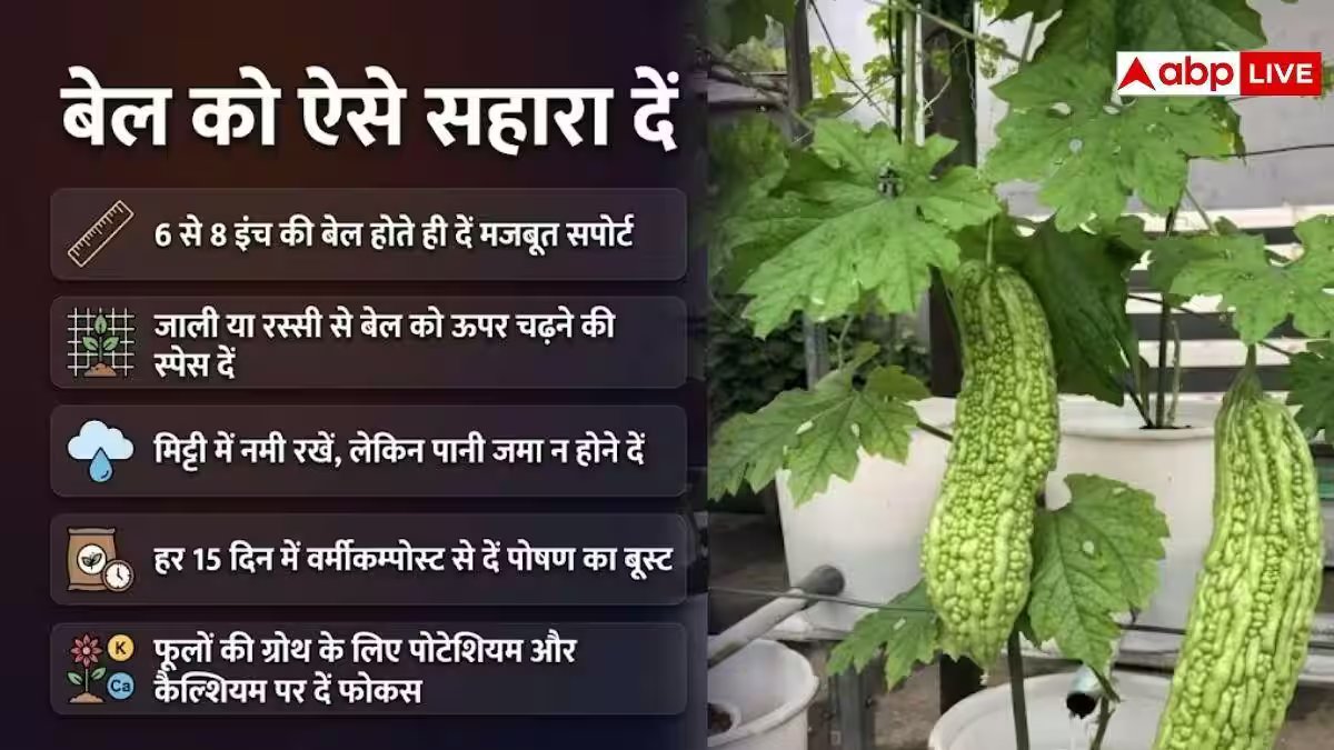 घर पर भी उगा सकते हैं करेला, जान लें इसका पूरा प्रोसेस
