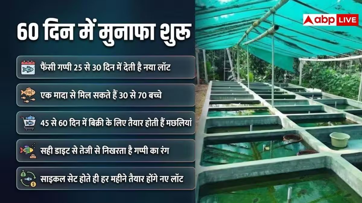 क्या है फैंसी गप्पी फिश फार्मिंग? 2 महीने में ही होने लगेगा मोटा मुनाफा