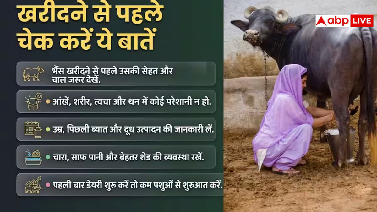 डेयरी बिजनेस के लिए किस नस्ल की भैंस सबसे बेस्ट, जान लीजिए