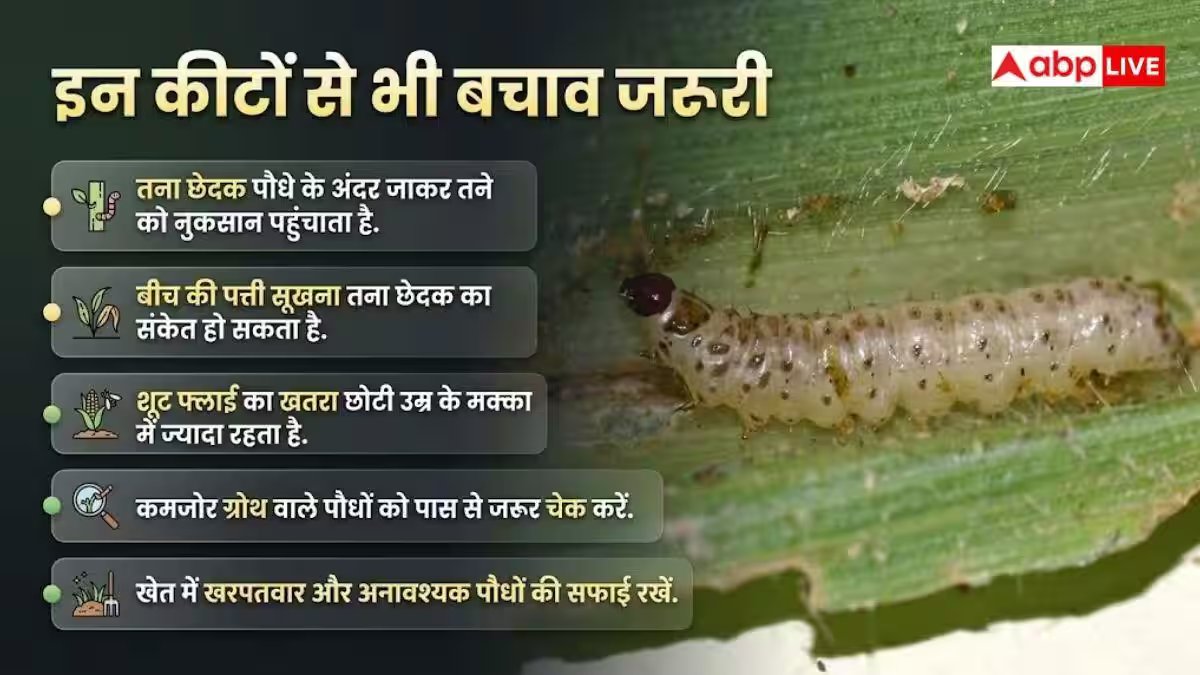 मक्का में बारिश के बाद बढ़ जाते हैं ये कीट, ऐसे करें बचाव