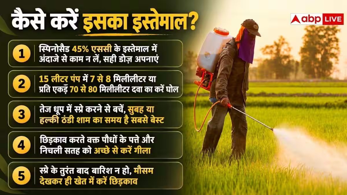 गोभी की फसल के लिए कितनी कारगर है स्पिनोसैड दवा? कैसे करें इस्तेमाल