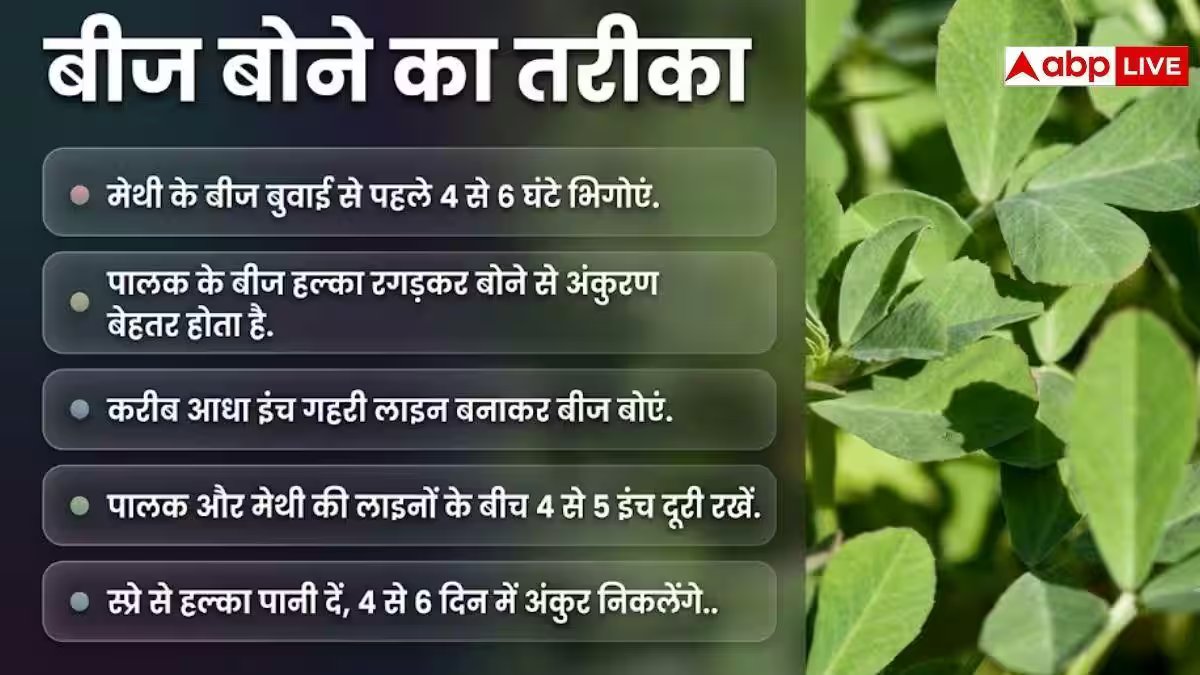 घर में पालक के साथ उगाएं मेथी, जान लें तरीका