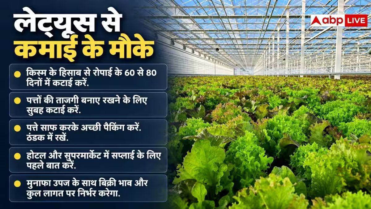 लेट्यूस की खेती में कैसे मिलेगा मुनाफा? समझें पूरा तरीका