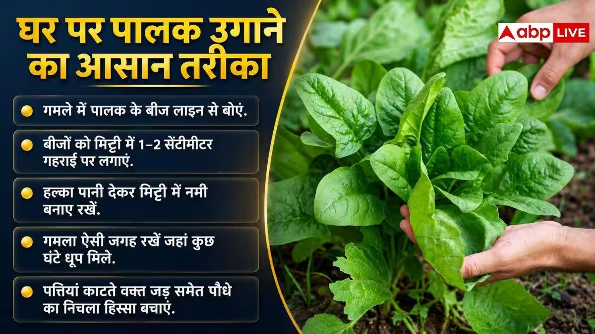 घर पर आसानी से उगा सकते हैं ये हरी सब्जियां, एक क्लिक में देखें पूरी लिस्ट