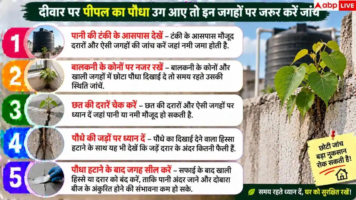 Peepal Tree On Wall: क्या दीवार पर उग आया है पीपल? बिना नुकसान ऐसे निकालें