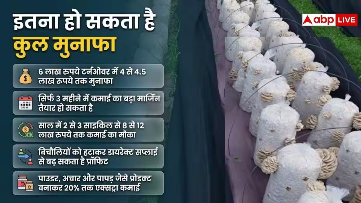 एक बीघा में मशरूम की खेती से कितना मुनाफा निकलेगा? जान लें पूरा हिसाब