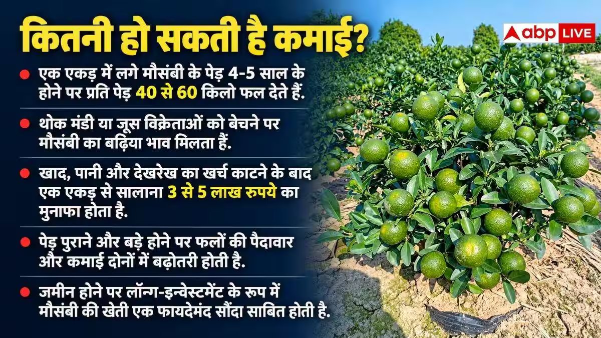 मौसंबी की खेती में कितनी कमाई? जान लें लागत से मुनाफे तक का हिसाब