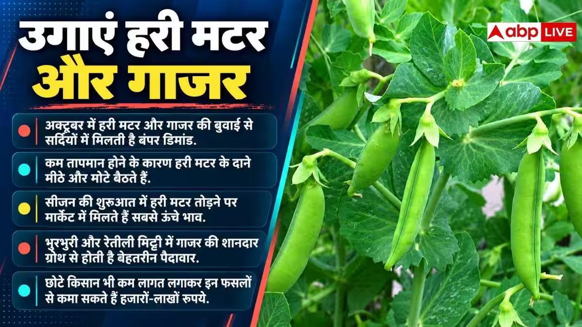 अक्टूबर में लगाएं ये सब्जियां, सर्दियों में होगी तगड़ी कमाई