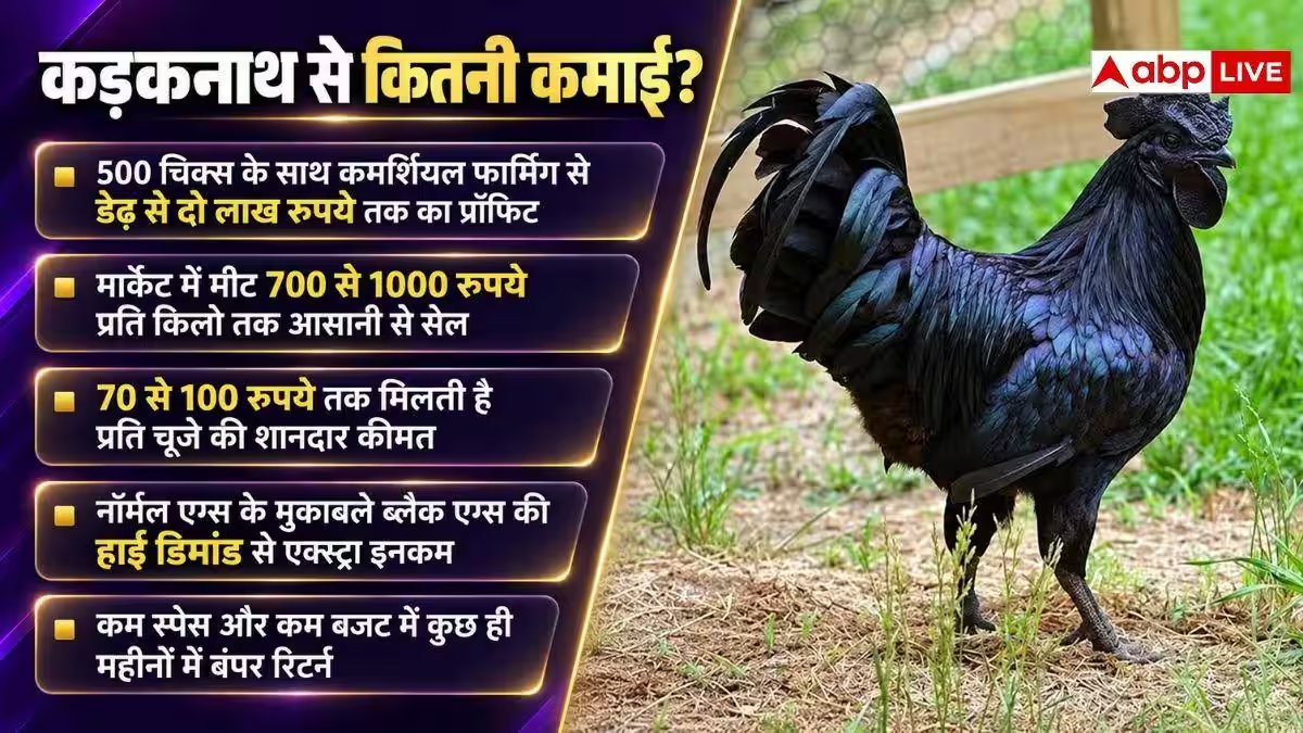काले रंग की मुर्गी महंगी क्यों होती है, इनमें क्या होता है खास?