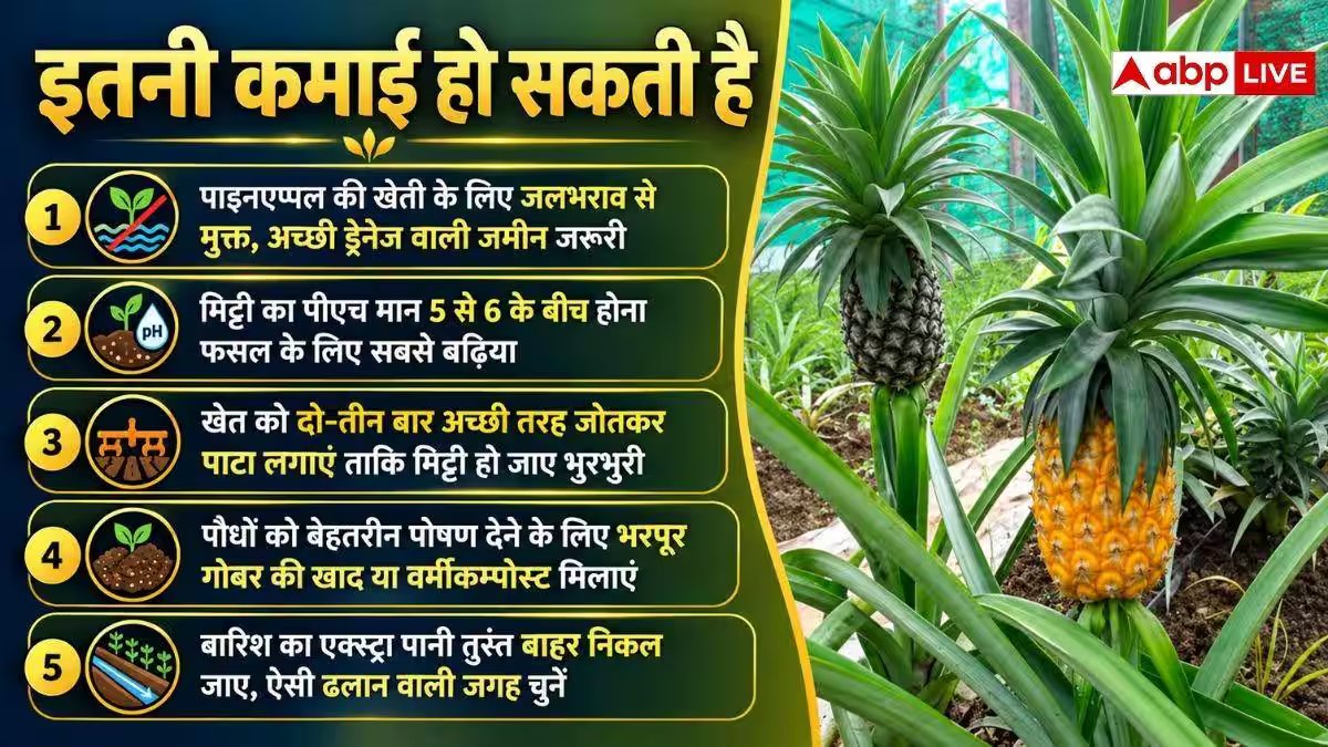 पाइनएप्पल की खेती में ये बातें ध्यान रखें, होगी बढ़िया कमाई