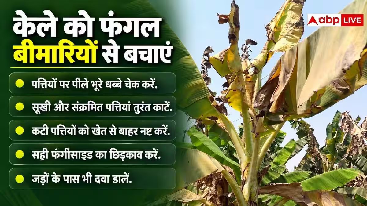 केला उगाने वाले किसान सावधान, सितंबर में इस चीज से खराब हो सकती है फसल