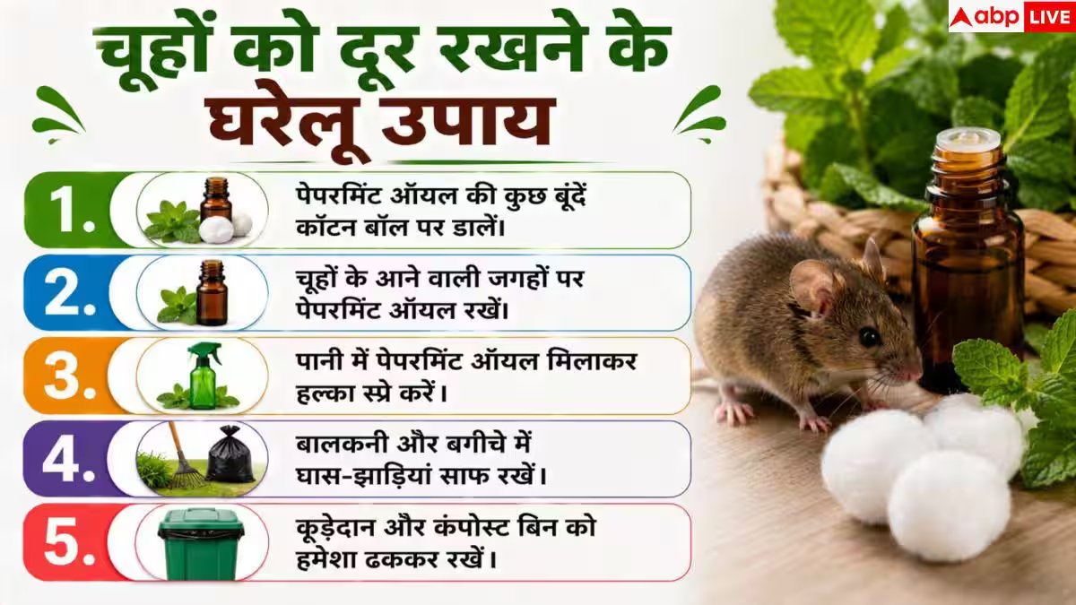 Prevent Rats At Home: चूहों के आतंक से पाना है छुटकारा? बिना जहर अपनाएं यह सीक्रेट ट्रिक
