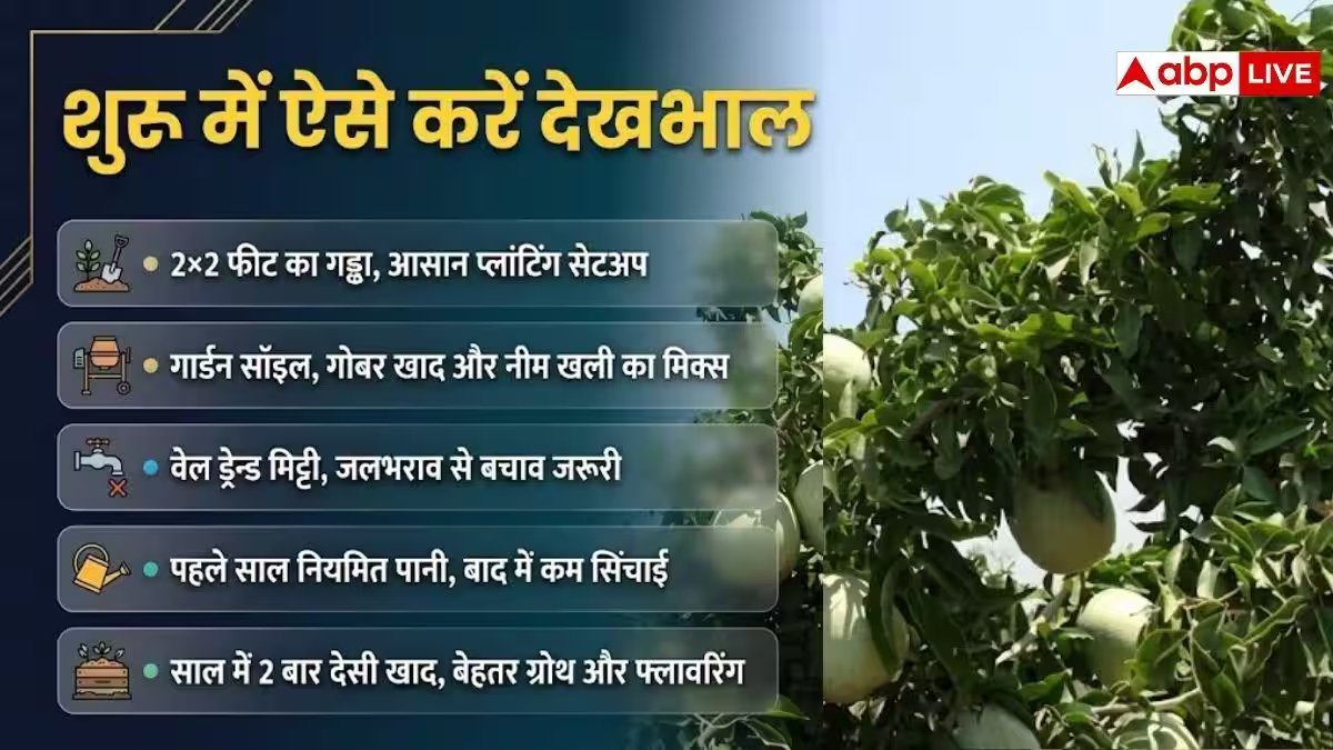 अपने बगीचे में लगाएं गोमा यशी बेल, एक पेड़ से होगी 89 किलो उपज
