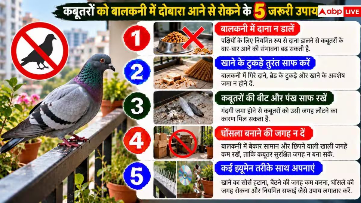 Pigeon Problem: बालकनी में कबूतरों का आतंक! बिना जाली लगाए ऐसे रखें इन्हें दूर