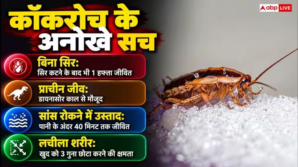 परमाणु हमले में भी क्यों नहीं मरते कॉकरोच, कैसे रहते हैं जिंदा?
