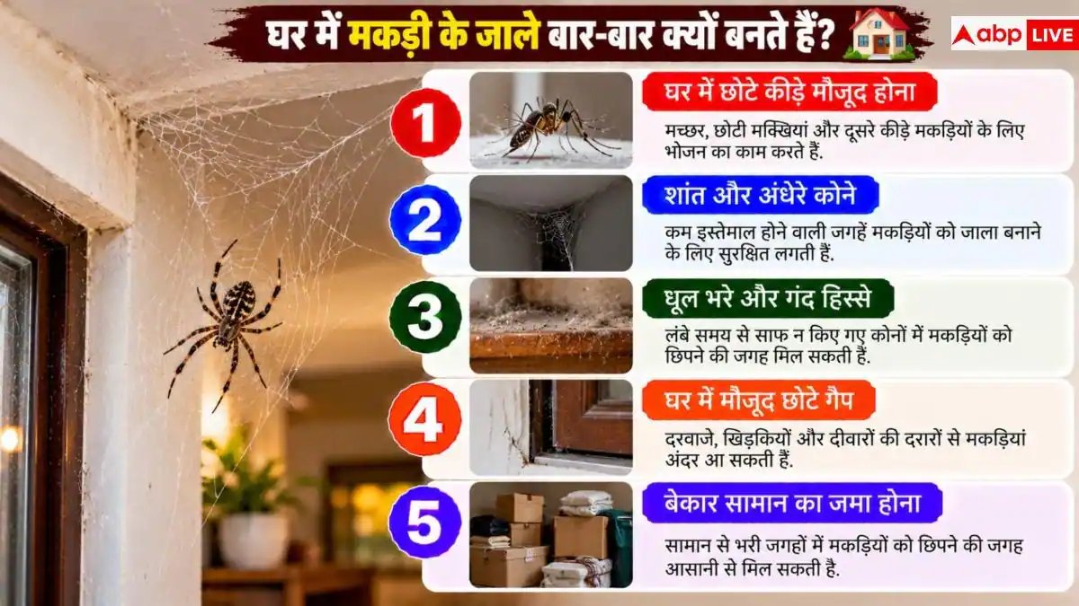 Diwali Cleaning Tips: दीवाली पर मकड़ी के जाले हटाते वक्त जरूर करें ये काम, दोबारा नहीं होगी परेशानी